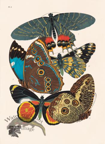 Seguy Butterfly 02